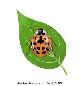 Ladybug colored orange and black above. Image of type insects with white background.