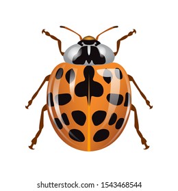 ladybug colored orange and black. drawing of animal type of insect. Flying animals with isolated white background.