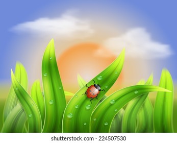 ladybug crawling on the grass on a background sunset