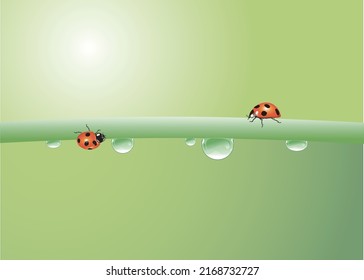 A ladybug crosses a plant stem after the rain stops.vector illustration