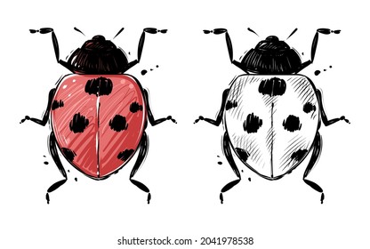 ladybug drawing, color and monochrome, hand drawn vector
