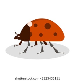 ladybug drawing flat color, an insect that flies