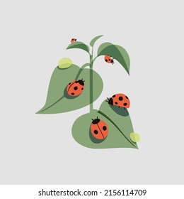 Ladybug family on young leaves. Cartoon vector illustration of an insect, cute ladybugs are basking in the sun. Hand drawn red spotted bug isolated.