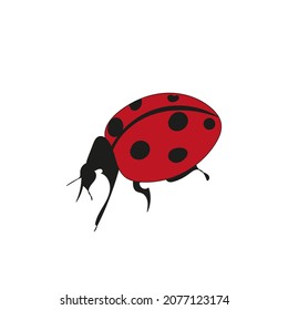Ladybug flat and bright simple vector illustration on white background. 