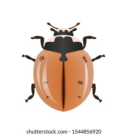 ladybug golden orange and black with isolated white background.