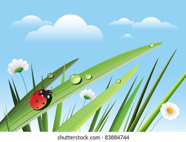 Ladybug in a grass