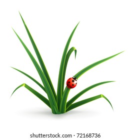 Ladybug and grass, vector