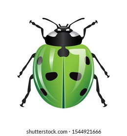 ladybug in green. animals of the insect type. vector design image with isolated white background.