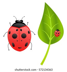 Ladybug and green leaf