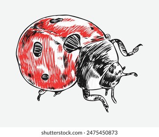 Ladybug hand drawing. Isolated on white background. Vector illustration.