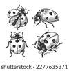 hand drawn bugs