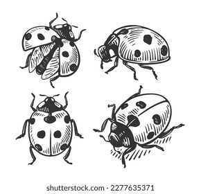 Ladybug Hand drawn insect set.