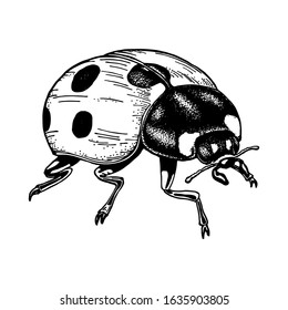 Ladybug hand drawn vector illustration. Isolated on white background black ink outline. Cute insect. Element for design.