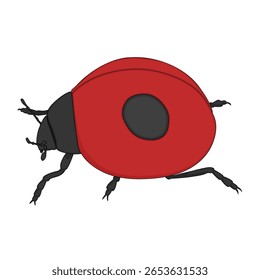 Joaninha - ilustração vetorial desenhada à mão.