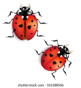 Ladybug with hearts on back