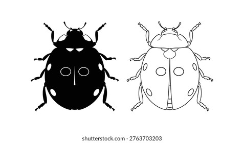 Ladybug Identification Guide Key Differences Vector