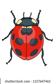 Ladybug illustration, doodle, cartoon, drawing, ink, line art, vector