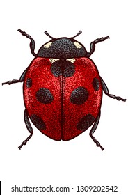 Ladybug illustration, engraving, drawing, ink, vector