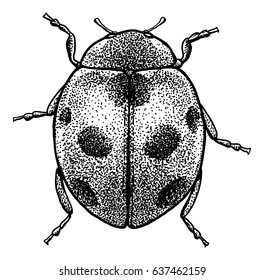 Ladybug illustration, engraving, drawing, ink, vector