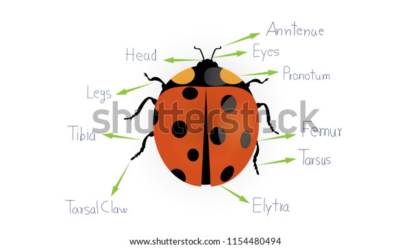 Ladybug Illustration Red Ladybird Garden Small Stock Vektorgrafik