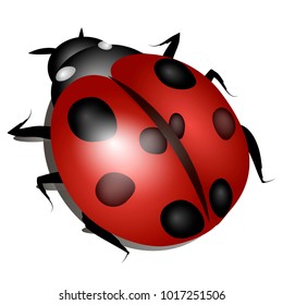 Ladybug image. Vector illustration.