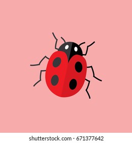ladybug insect animal vector on pink background
