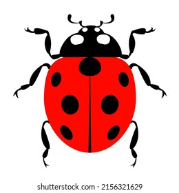 Ladybug insect beetle animal isolated icon design element graphic image	

