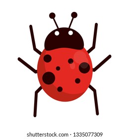 Ladybug insect cartoon isolated