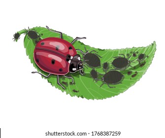 The ladybug insect eats aphids on a green leaf. Drawing isolated on a white background. Stock vector illustration.