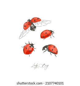 Ladybug Insect Hand Drawn Vector Illustration Set Isolated On White. Vintage Curiosity Cabinet Aesthetic Print.