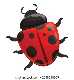 Ladybug insect icon cartoon vector. Flower bug. Spring beetle