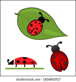 Ladybug insect icons set, Vector Illustration. Ladybug and leaf.