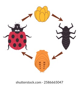 Ladybug insect ladybird bug beetle metamorphosis transformation change stage cycle of life phase eggs larva pupa progress nature transform icon design illustration