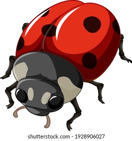 A ladybug insect on white background illustration
