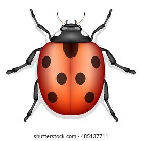 ladybug insect vector isolated