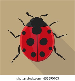 Ladybug isolated, Ladybug icon isolated , vector illustration.