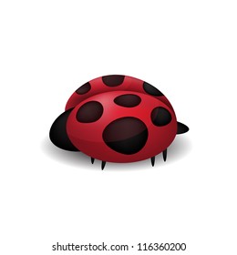 Ladybug isolated on white