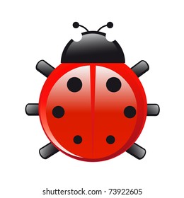  ladybug isolated on white