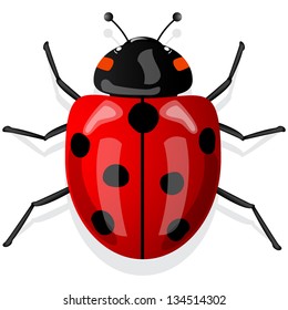 ladybug isolated on white background