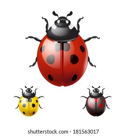Ladybug Isolated On White Background Eps10 Stock Vector (Royalty Free ...