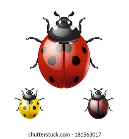 Ladybug isolated on white background. EPS10 vector.