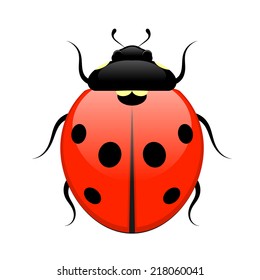 Ladybug isolated on white background. Vector illustration. 