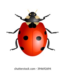 Ladybug isolated on white background. Vector