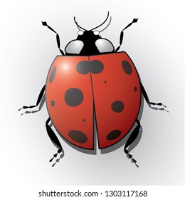 Ladybug isolated on white vector illustration. Ladybird from above top view. Summer red beetle. Realistic vector.