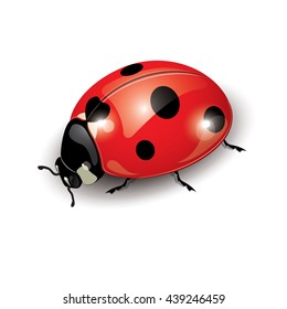 Ladybug einzeln auf Weiß, Vektorgrafik, eps-10