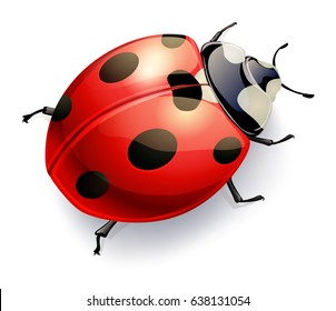 ladybug isolated on white. vector realistic illustration