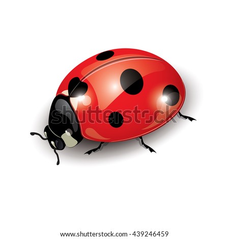 Ladybug isolated on white, vector illustration, eps-10