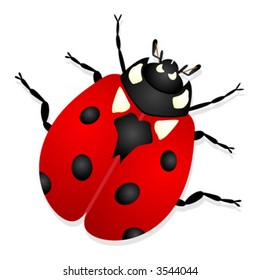 Ladybug isolated over white background