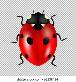Ladybug Isolated In Trasparent Background Gradient Mesh, Vector Illustration