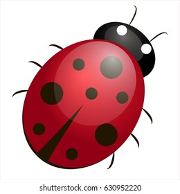 ladybug, lady beetle, ladybeetle